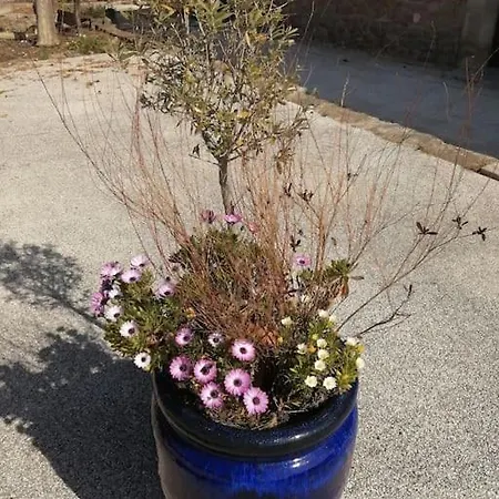 Le Soleil D Eugenie Dans Avec Piscine Commune Pres De Carcassonne *